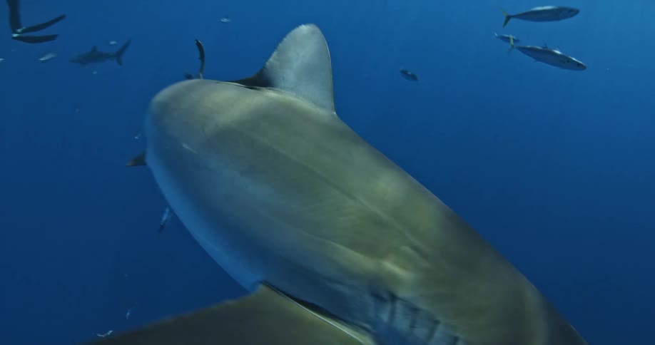 Divers swim with sharks and fish in the ocean