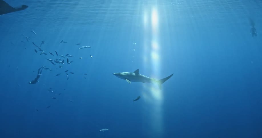 Sunlight shines through the ocean surface to the shark and fish swimming below
