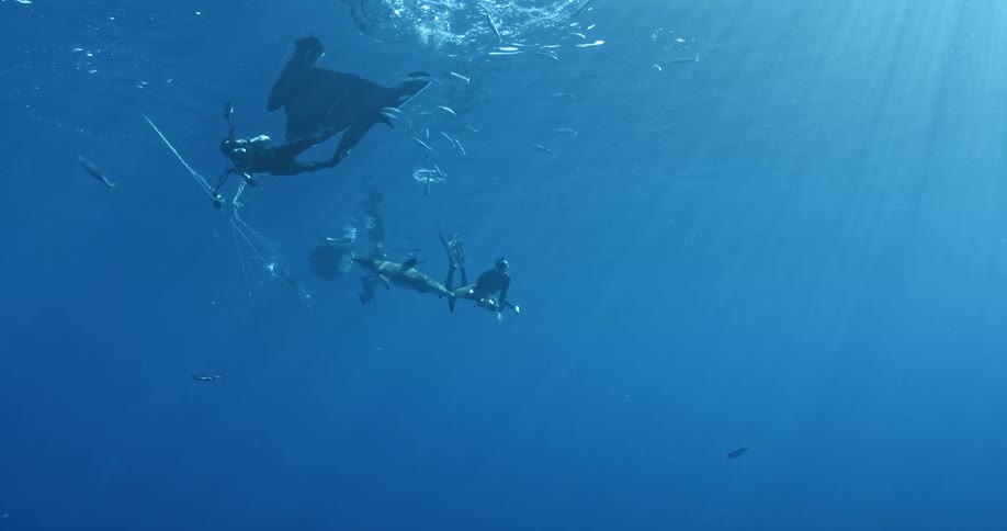 A large shark swims away while divers watch