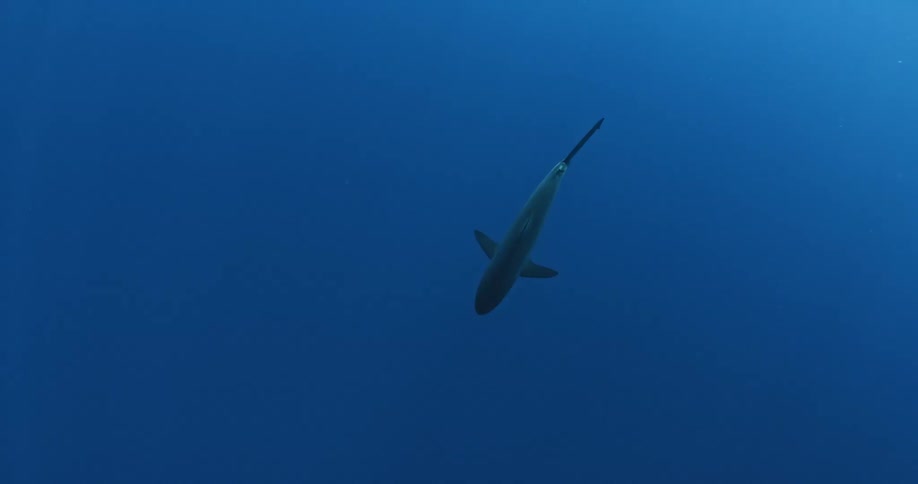 A shark swimming under water