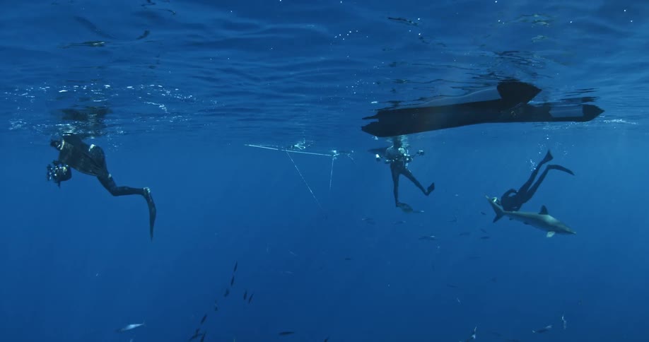 A shark and divers are swimming around a boat