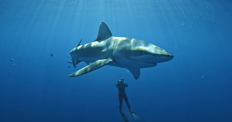 A diver photographs a passing shark