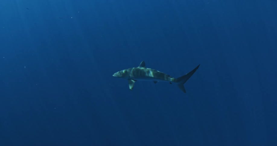 A shark swims in the sea