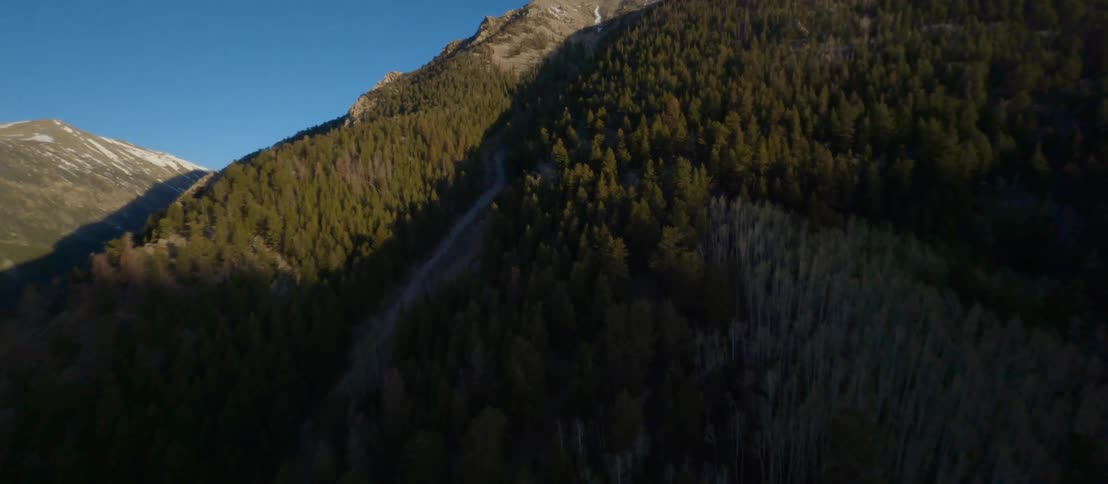Trees line the slope of a mountain