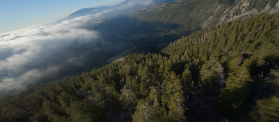 The mountain is covered with large trees