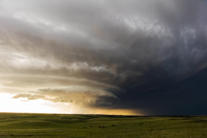 A herd grazes and begins to move while storm clouds gather and funnel and rain falls