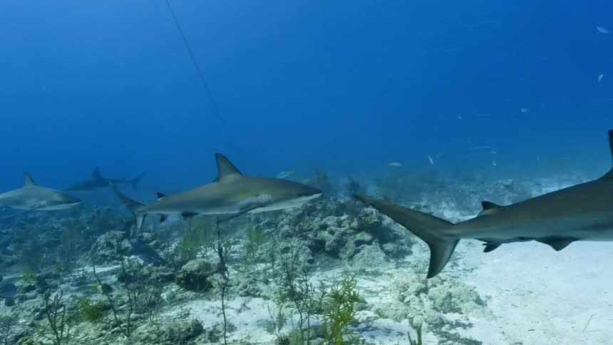 Sharks swim in group over seabed accompanied with other fish