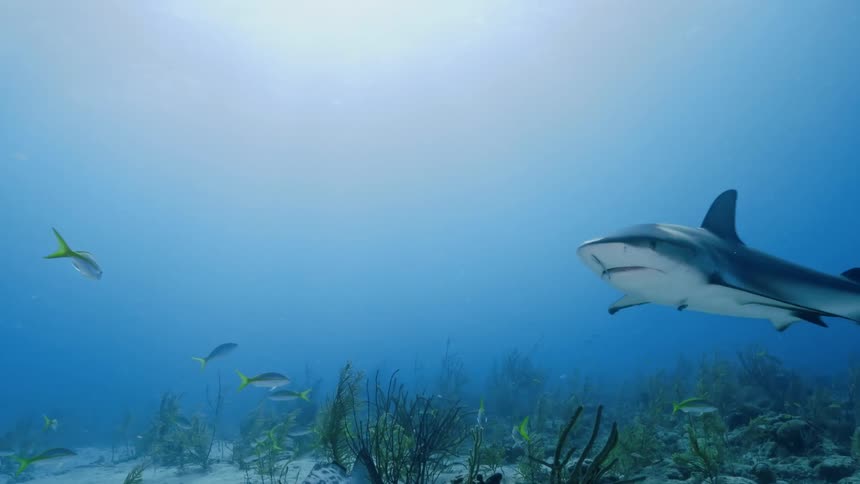 Fish swimming under water