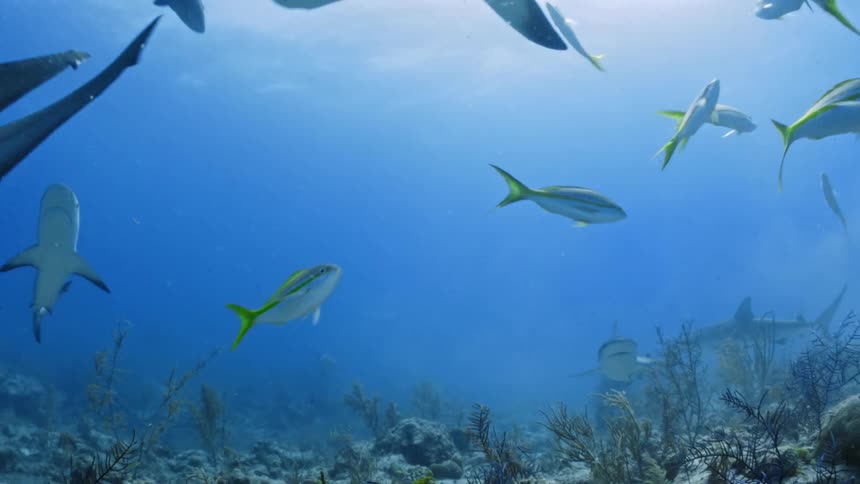 Fish swimming under water