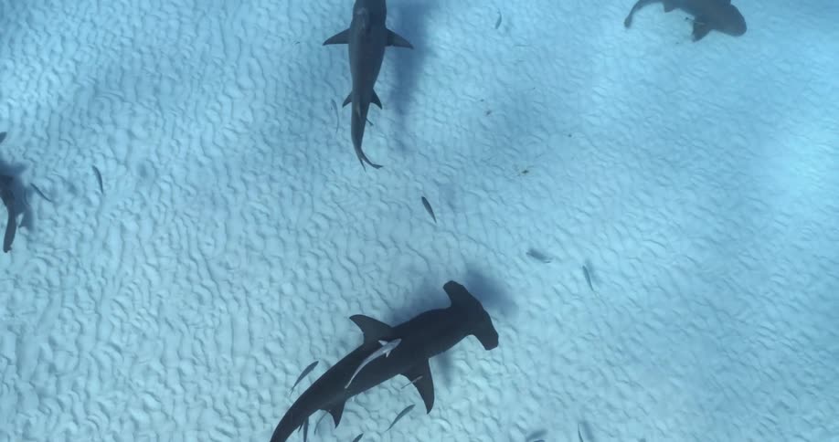 A hammerhead shark with a remora on its back swims near the sea floor with other sharks and fish