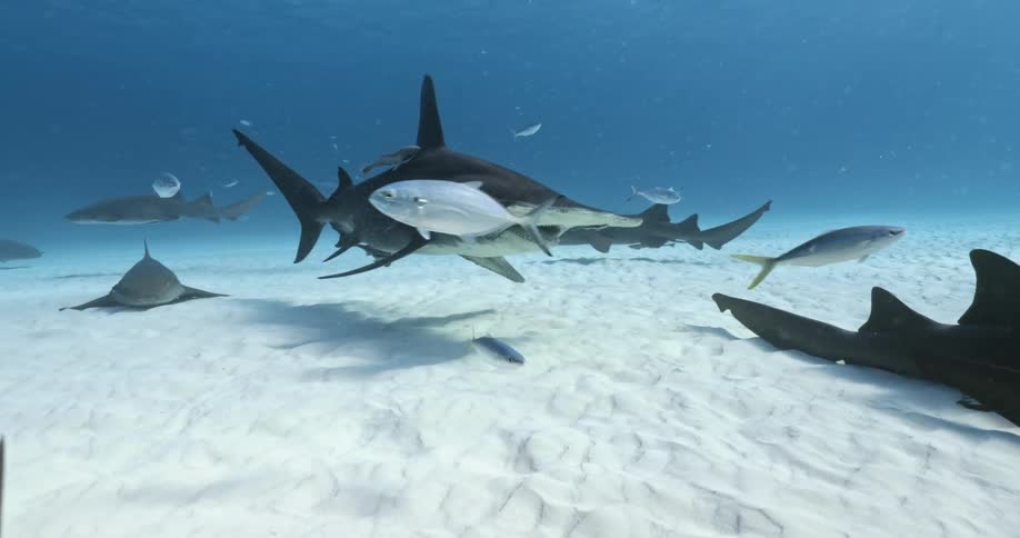 Fish and sharks are swimming underwater