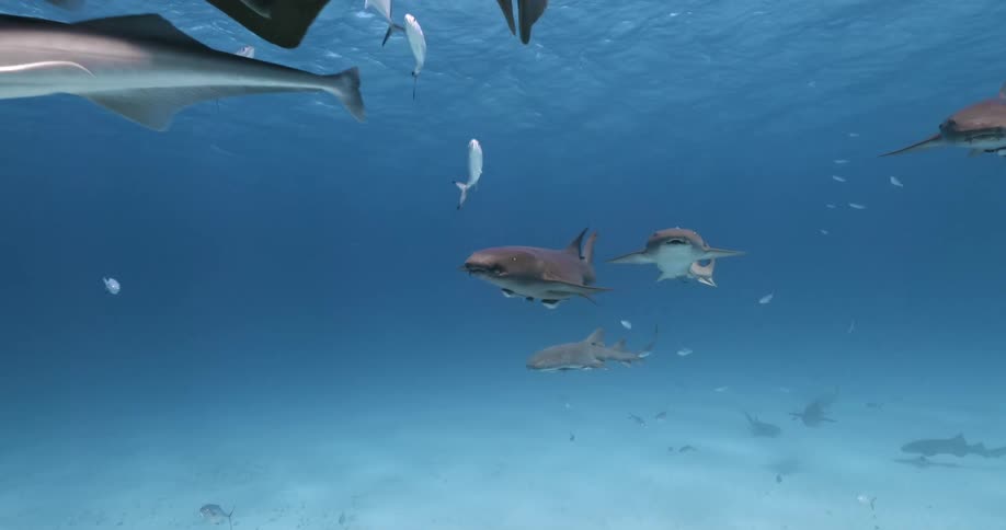 Sharks and fish swimming under water