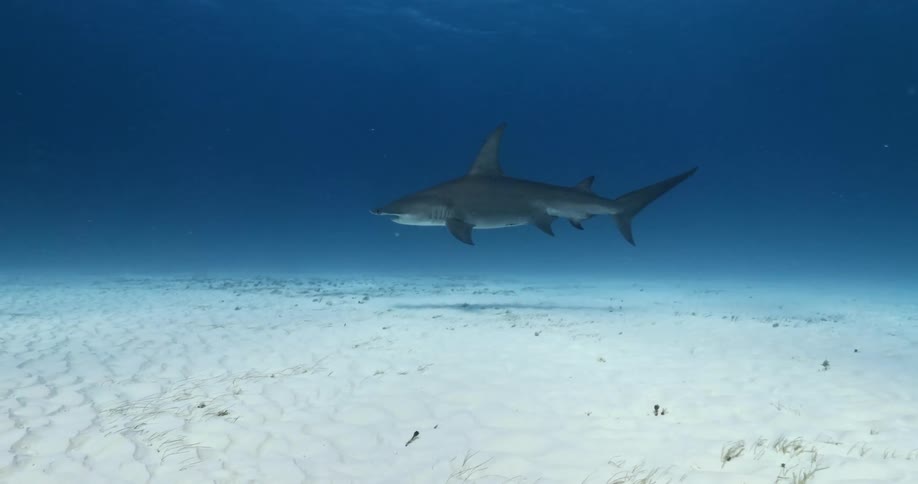 A Hammerhead Shark swims over a sandy ocean floor