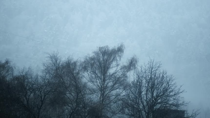 Snow falling on trees