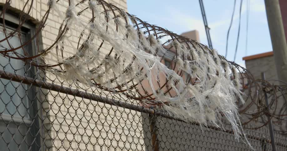 A fence is topped with coils of barbed wire and shreds of debris hang from it