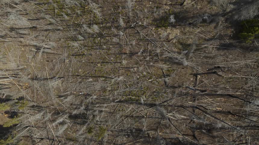 Top down twisting descent over dead and fallen trees