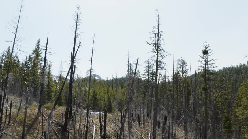 Pullback reveal from a healthy green forest to a burned out hillside