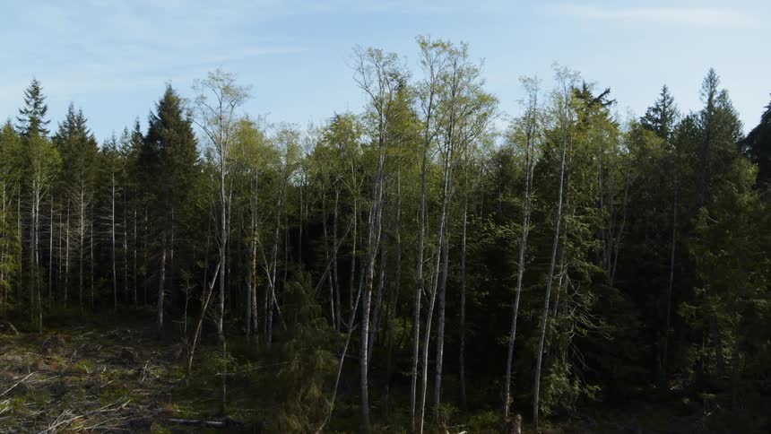 Pullback reveal from top of the tree canopy to a clearcut section of forest