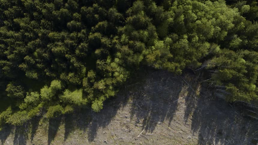 Birds eye view of a stark and bare clearcut zone next to dense green woods