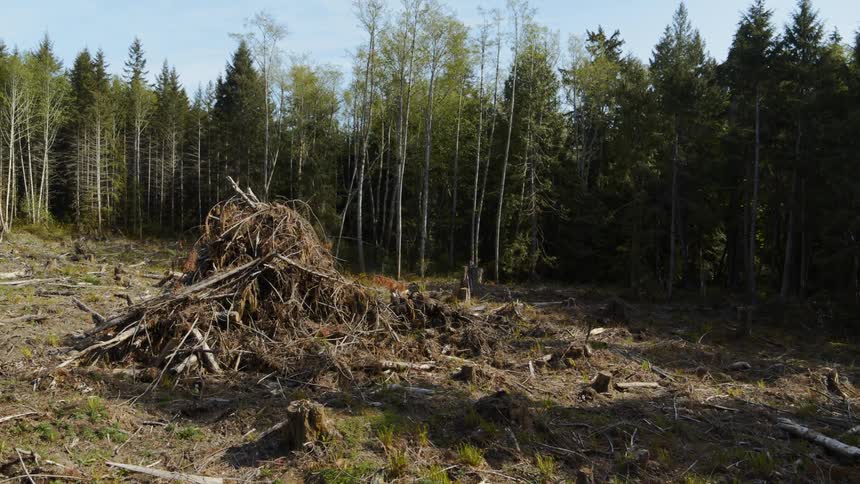 Stumps and a large debris pile litter the ground in a clearcut section of forest