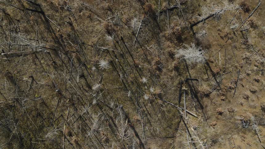 Top down view of bare trees casting long shadows among fallen logs and brown vegetation