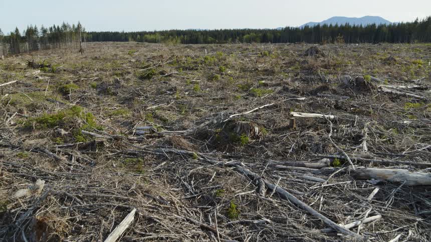 Slow traverse over the mangled ground of a vast logging clear cut