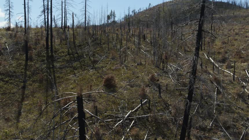Pushing through numerous burned out tree trunks after a fire has destroyed most of the forest
