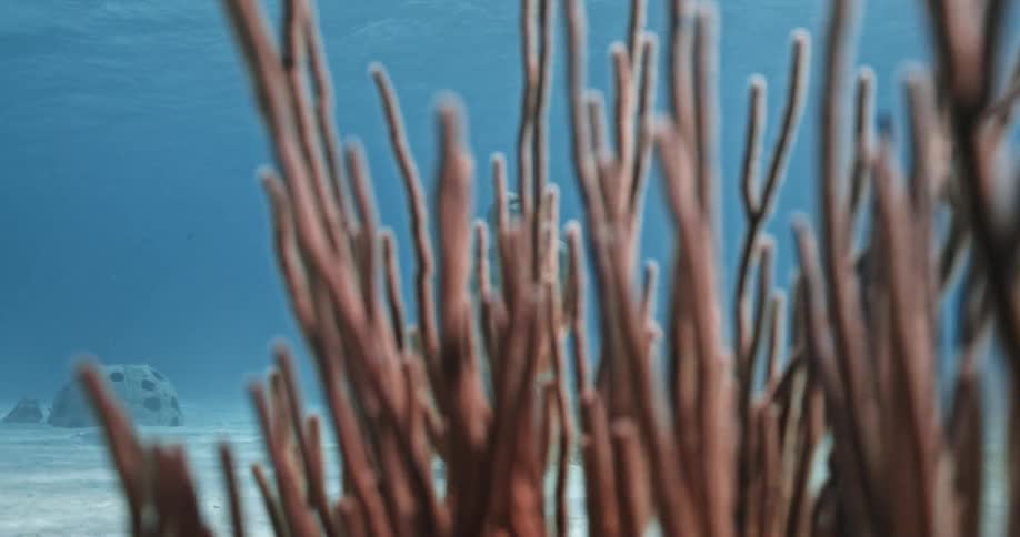Seaweed and a stone statue on an ocean floor