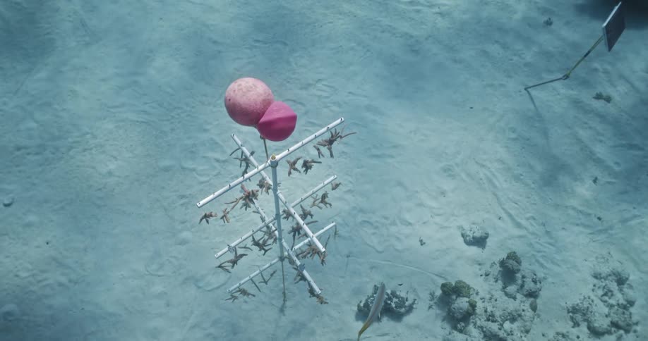 Underwater footage of pieces of coral hanging from a floating frame in the clear blue ocean water