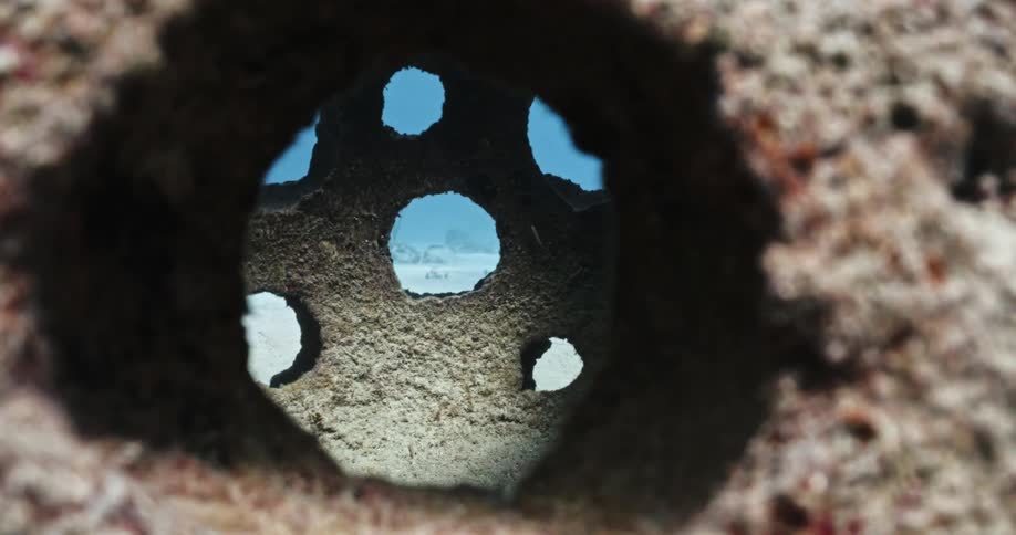 Camera close up of fish swimming around underwater through a small hole in a rock