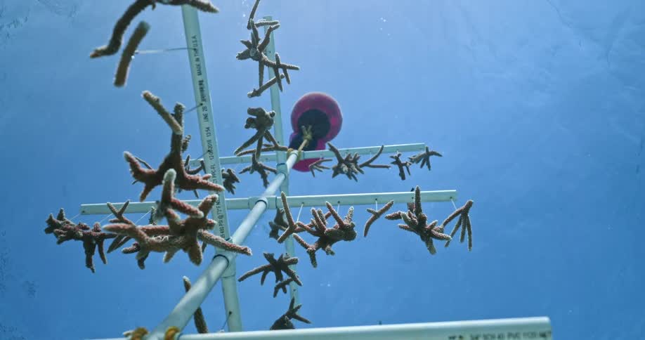 The starfish are hanging from the pole
