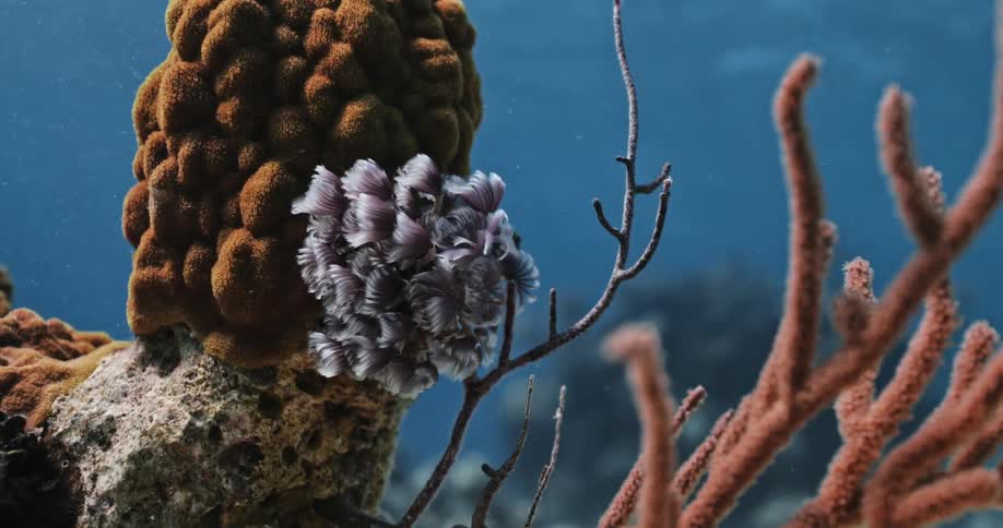 A coral reef on an ocean floor
