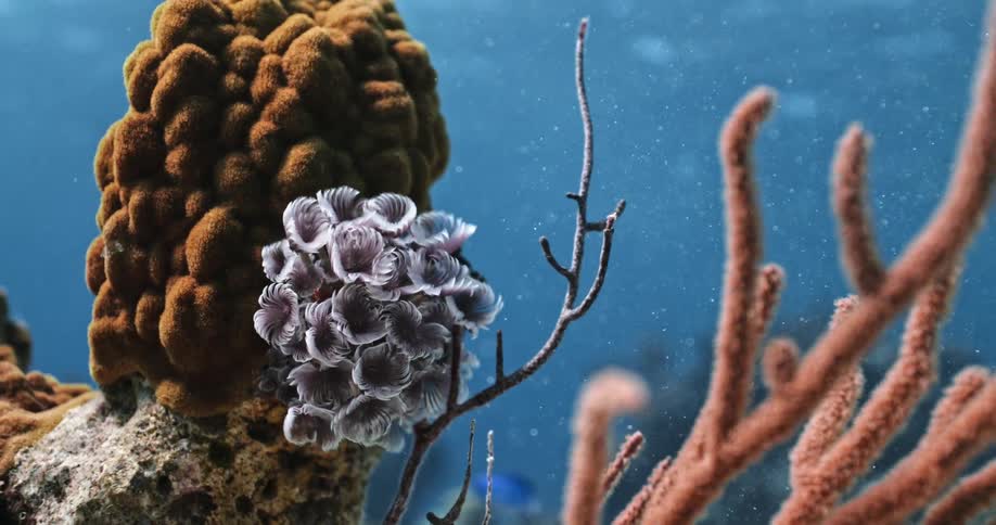Coral and plants under water