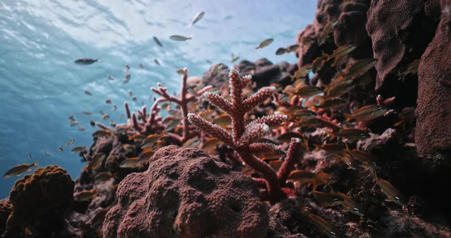 Fish swimming around coral under water