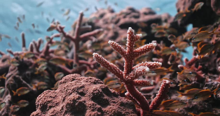 An under water shot of fish swimming around coral