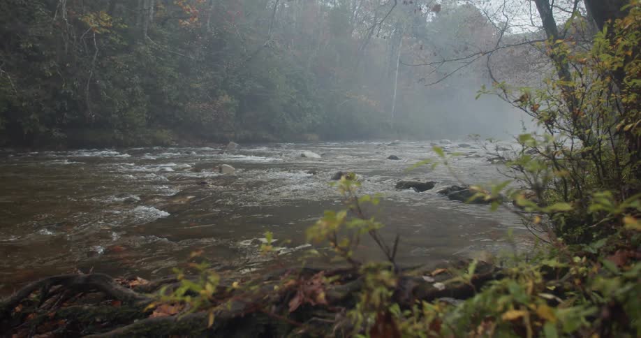 Murky water moves down a river surrounded by trees
