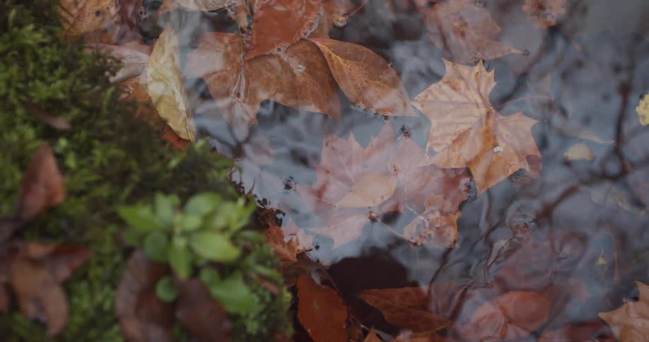 Leaves in a river are shown in spring
