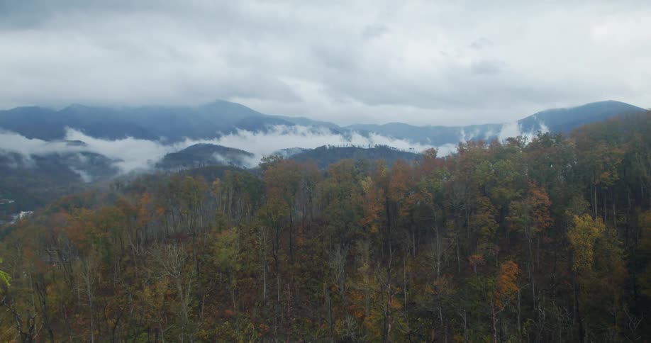 A view of a forest in the fall in the mountains