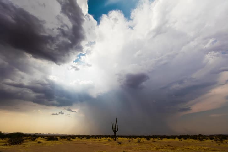 Storm clouds gather on horizon behind lone cactus