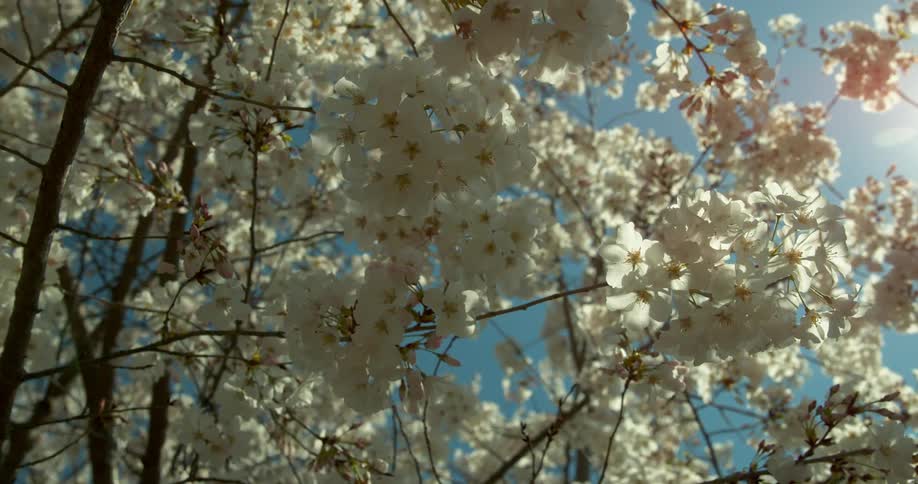 White flowers in bloom