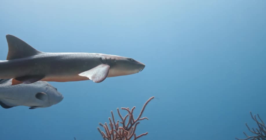 Fish swimming in the ocean