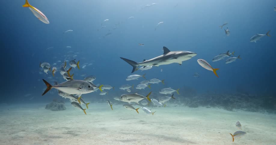 An underwater shot of fish and sharks