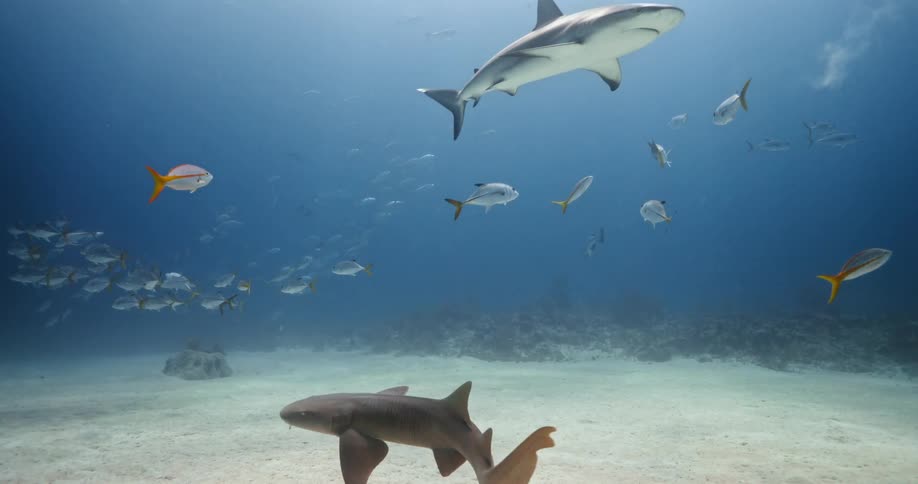 Sharks and fishes swimming underwater in the ocean