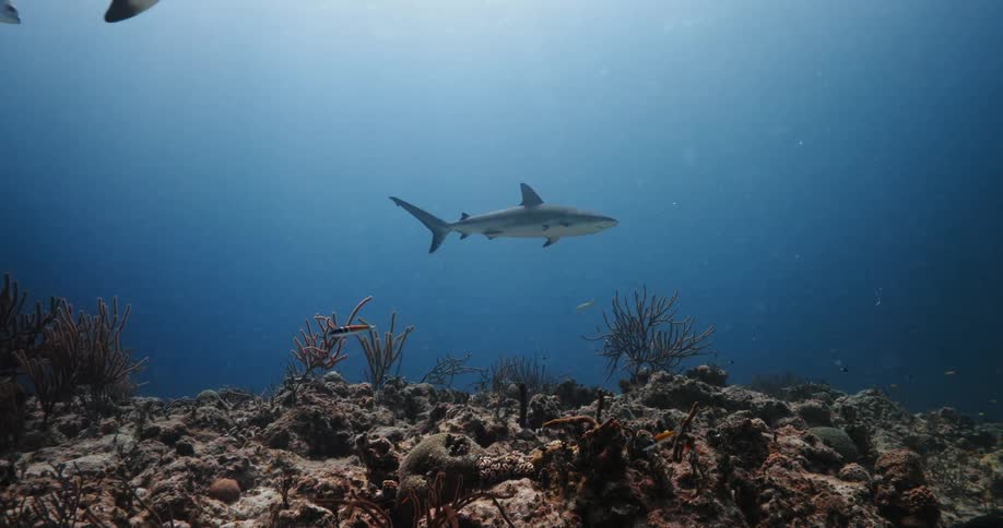 Fish and sharks are swimming in the ocean