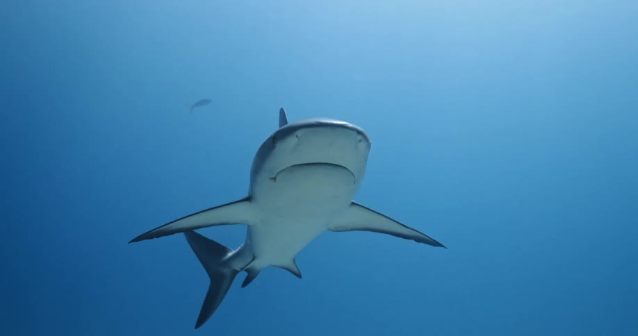 A shark swimming underwater in the ocean