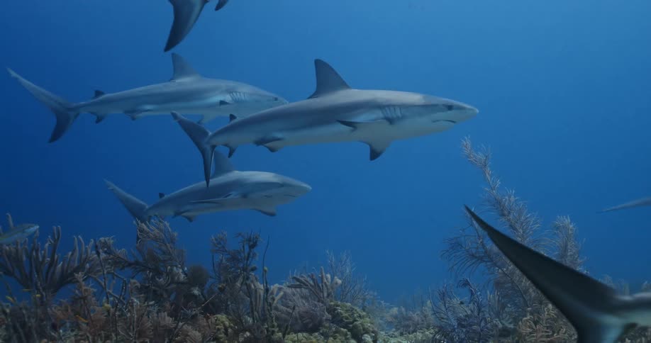Sharks swimming in the ocean
