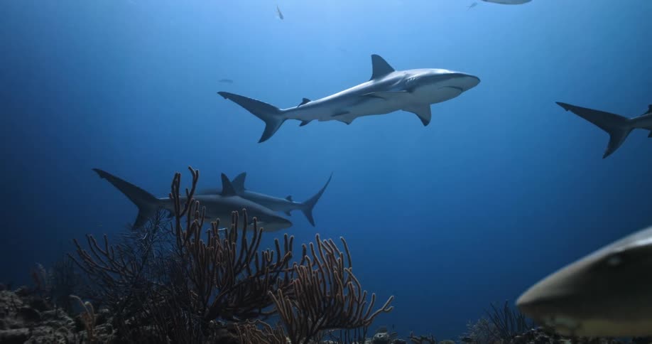 Sharks swimming around a reef in the ocean