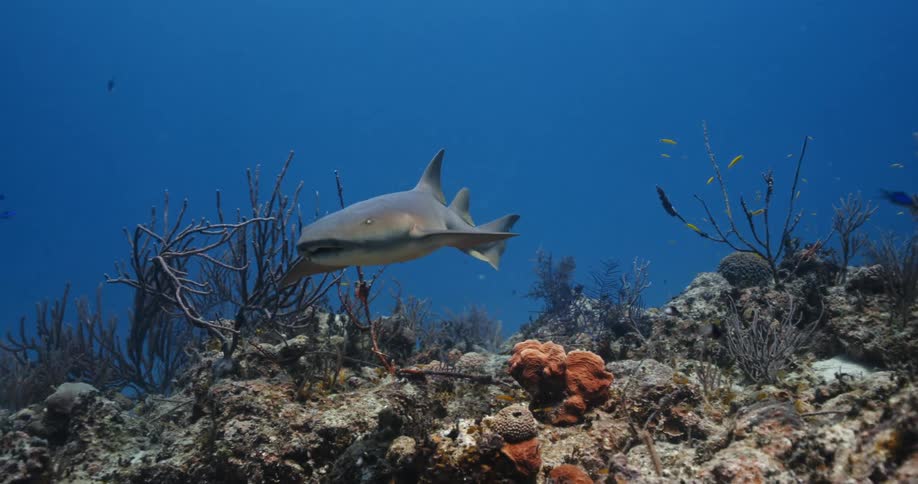 Shark swims over reef past fish