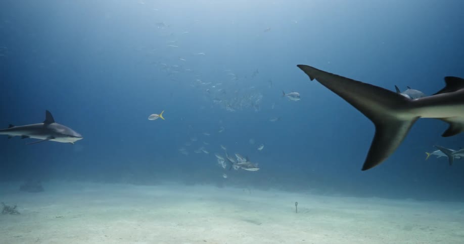 Sharks and fishes swimming underwater in the ocean