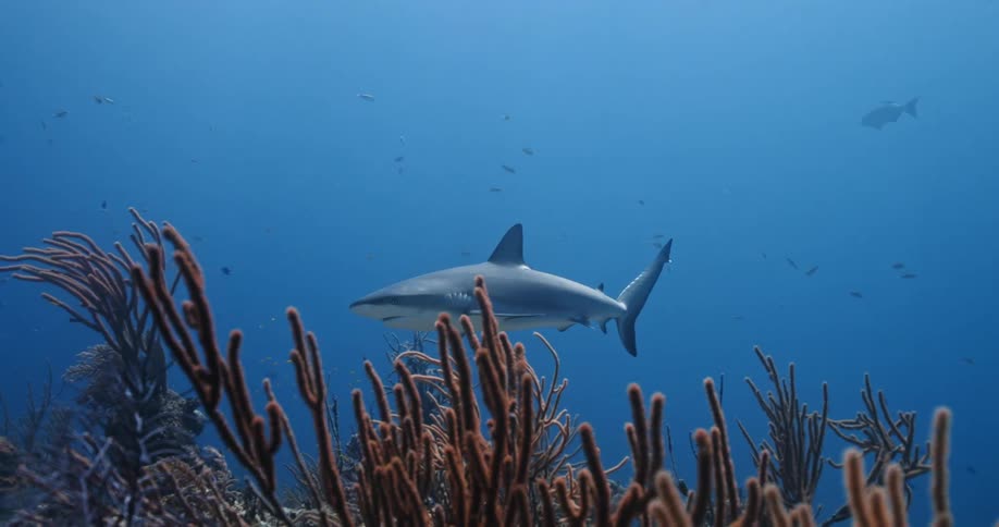 A shark swims through the ocean while surrounded by smaller fish